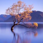 company profile image